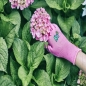 GEBOL-Pracovné rukavice KIDS PINK vek 5 až 8 , detské GEBOL-Pracovné rukavice KIDS PINK vek 5 až 8 , detské